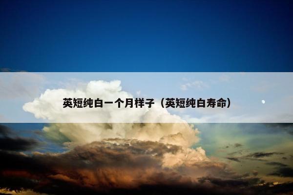 英短纯白一个月样子（英短纯白寿命）