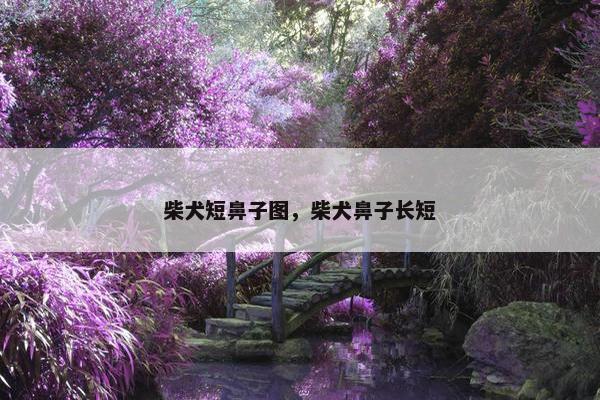 柴犬短鼻子图，柴犬鼻子长短