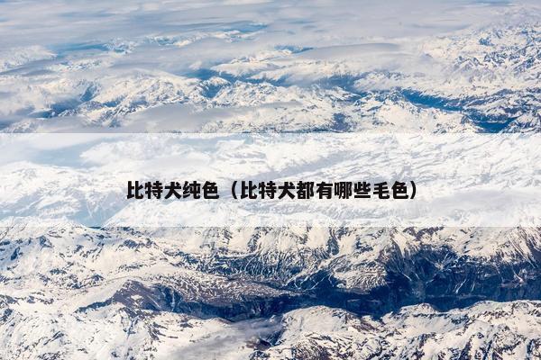 比特犬纯色（比特犬都有哪些毛色）