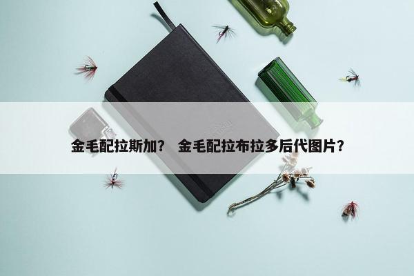 金毛配拉斯加？ 金毛配拉布拉多后代图片？