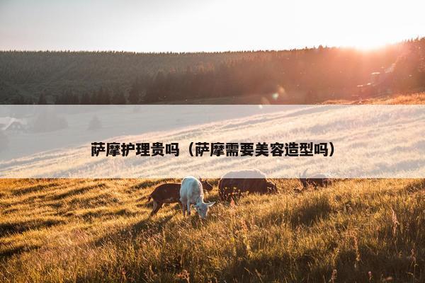 萨摩护理贵吗（萨摩需要美容造型吗）