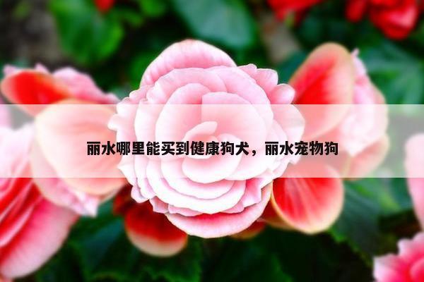 丽水哪里能买到健康狗犬，丽水宠物狗