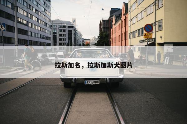 拉斯加名，拉斯加斯犬图片