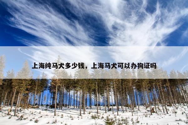 上海纯马犬多少钱，上海马犬可以办狗证吗