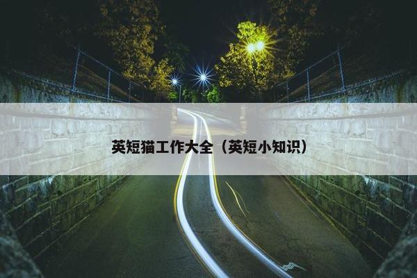 英短猫工作大全（英短小知识）