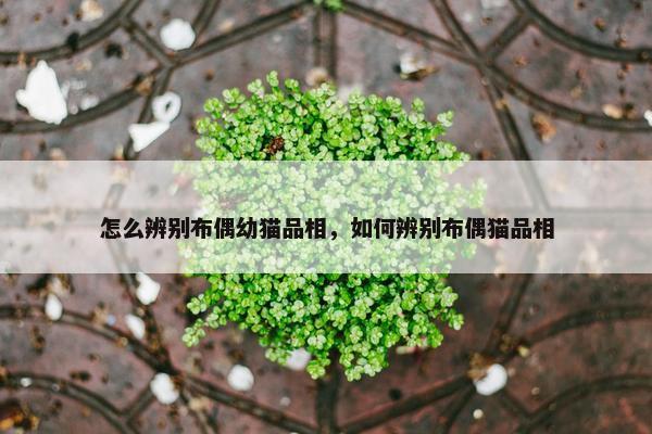 怎么辨别布偶幼猫品相，如何辨别布偶猫品相
