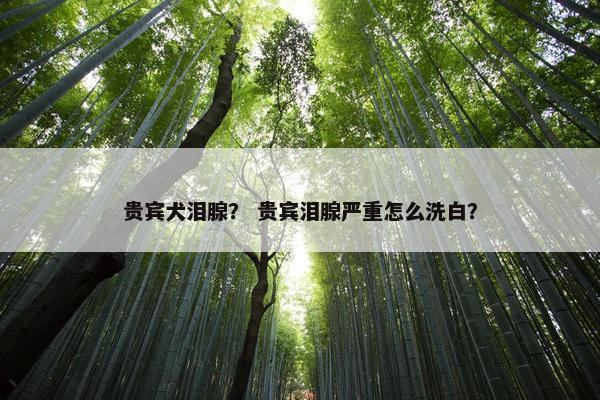 贵宾犬泪腺？ 贵宾泪腺严重怎么洗白？