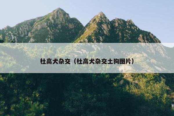 杜高犬杂交（杜高犬杂交土狗图片）