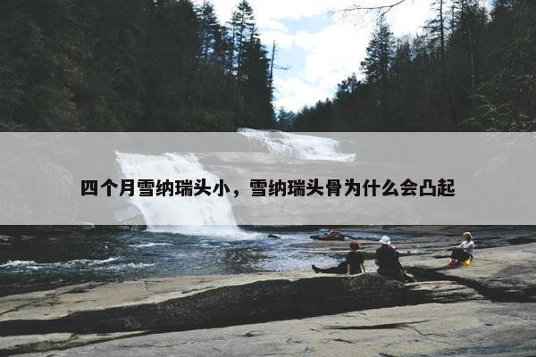 四个月雪纳瑞头小，雪纳瑞头骨为什么会凸起