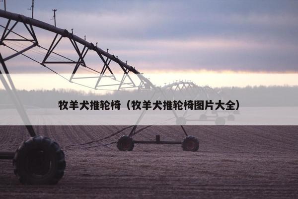 牧羊犬推轮椅（牧羊犬推轮椅图片大全）