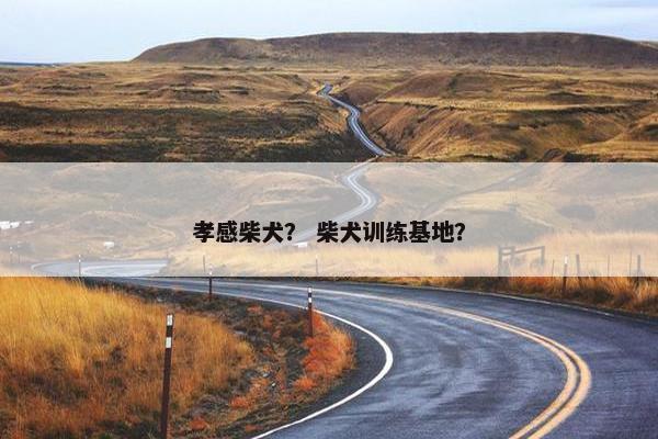 孝感柴犬？ 柴犬训练基地？