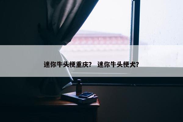 迷你牛头梗重庆？ 迷你牛头梗犬？