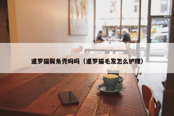 暹罗猫鬓角秃吗吗（暹罗猫毛发怎么护理）