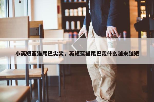 小英短蓝猫尾巴尖尖，英短蓝猫尾巴我什么越来越短