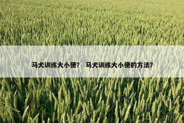 马犬训练大小便？ 马犬训练大小便的方法？