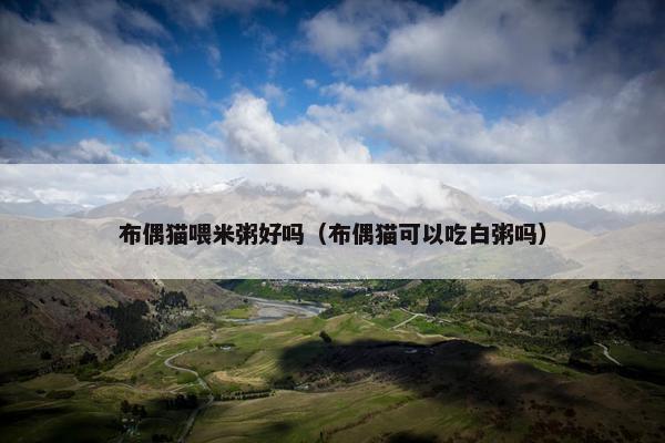 布偶猫喂米粥好吗（布偶猫可以吃白粥吗）