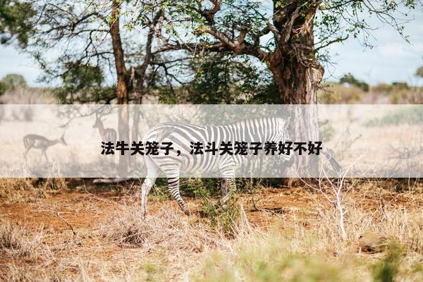 法牛关笼子，法斗关笼子养好不好