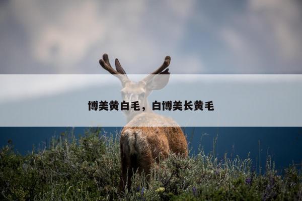 博美黄白毛，白博美长黄毛