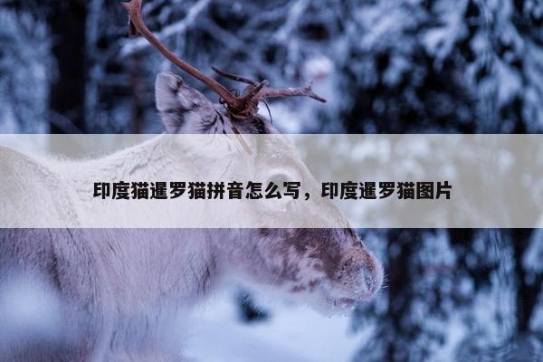 印度猫暹罗猫拼音怎么写，印度暹罗猫图片