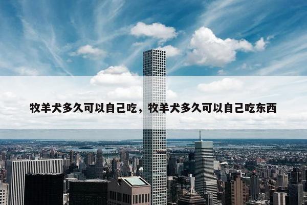 牧羊犬多久可以自己吃，牧羊犬多久可以自己吃东西