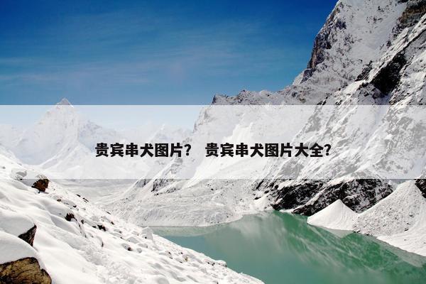 贵宾串犬图片？ 贵宾串犬图片大全？