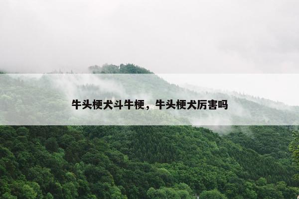 牛头梗犬斗牛梗，牛头梗犬厉害吗