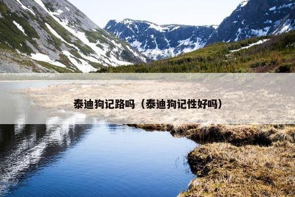 泰迪狗记路吗（泰迪狗记性好吗）