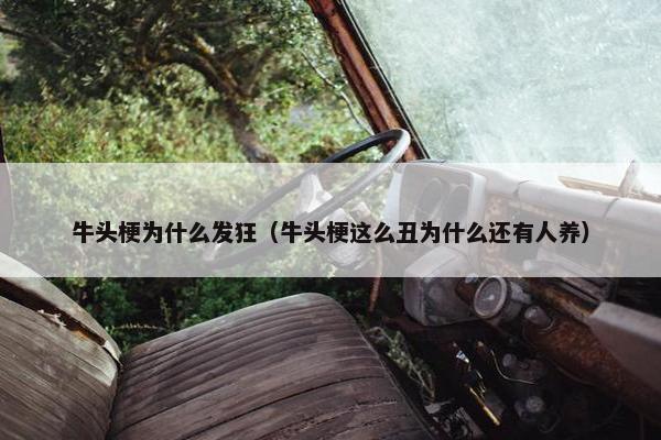 牛头梗为什么发狂（牛头梗这么丑为什么还有人养）