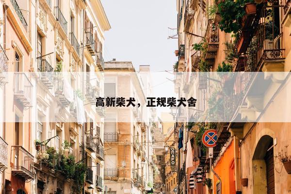 高新柴犬，正规柴犬舍