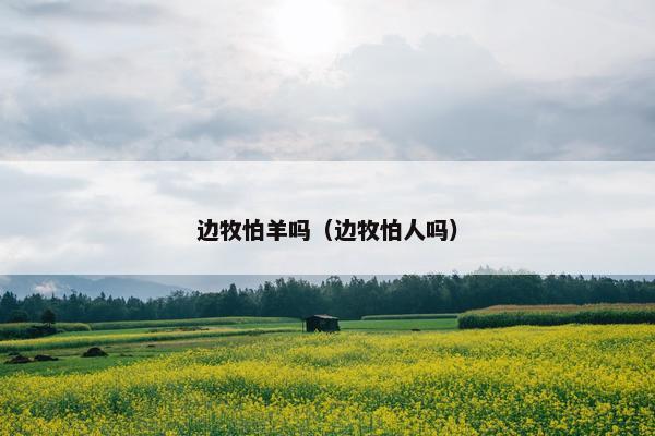 边牧怕羊吗（边牧怕人吗）