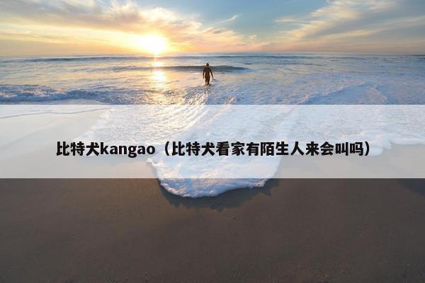 比特犬kangao（比特犬看家有陌生人来会叫吗）