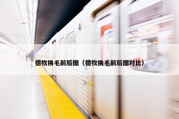 德牧换毛前后图（德牧换毛前后图对比）