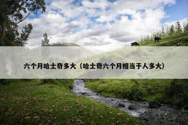 六个月哈士奇多大（哈士奇六个月相当于人多大）