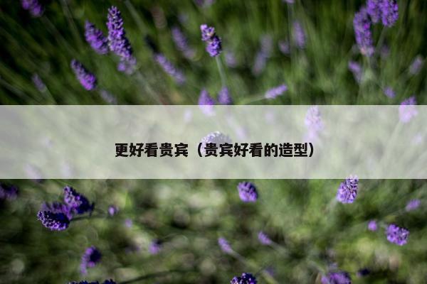 更好看贵宾（贵宾好看的造型）