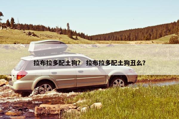 拉布拉多配土狗？ 拉布拉多配土狗丑么？
