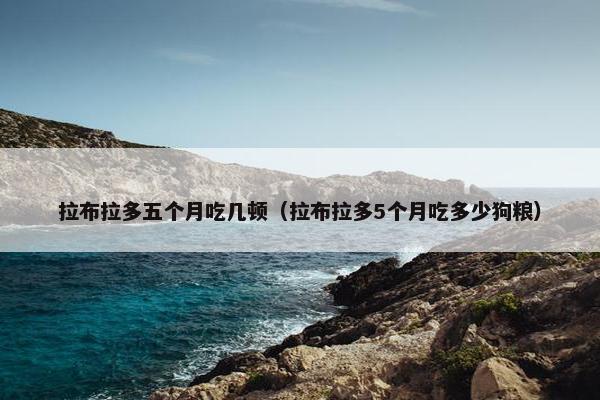 拉布拉多五个月吃几顿（拉布拉多5个月吃多少狗粮）