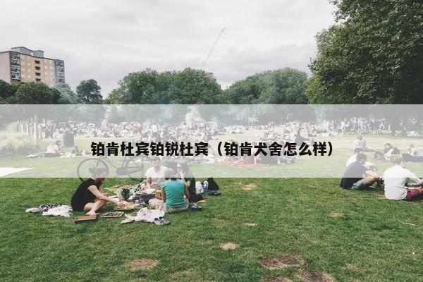 铂肯杜宾铂锐杜宾（铂肯犬舍怎么样）