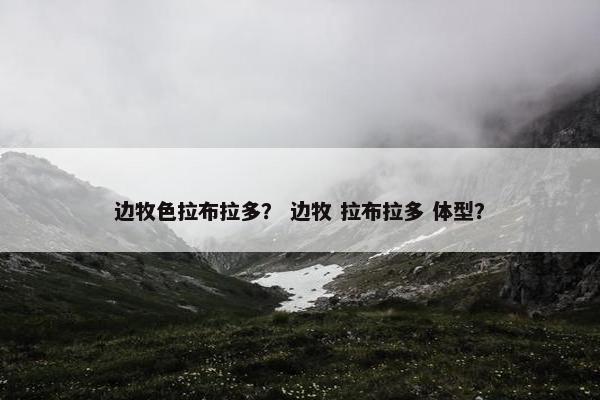 边牧色拉布拉多？ 边牧 拉布拉多 体型？
