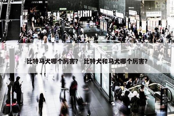 比特马犬哪个厉害？ 比特犬和马犬哪个厉害？