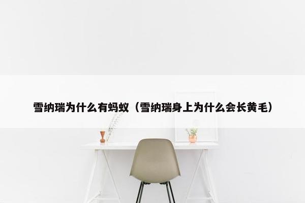雪纳瑞为什么有蚂蚁（雪纳瑞身上为什么会长黄毛）