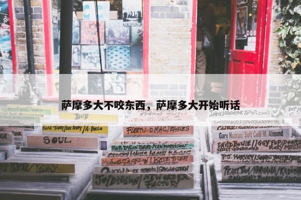 萨摩多大不咬东西，萨摩多大开始听话