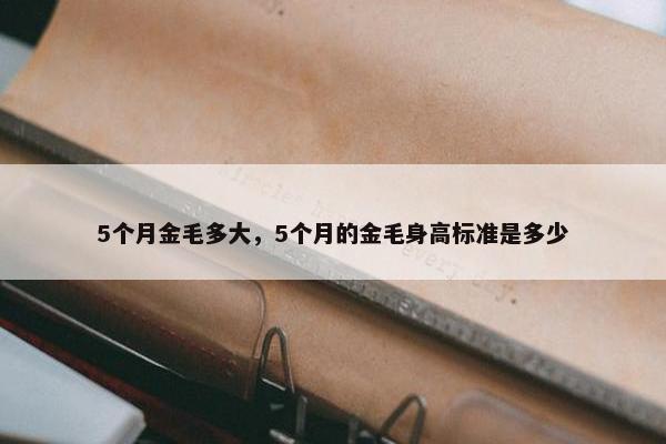 5个月金毛多大，5个月的金毛身高标准是多少