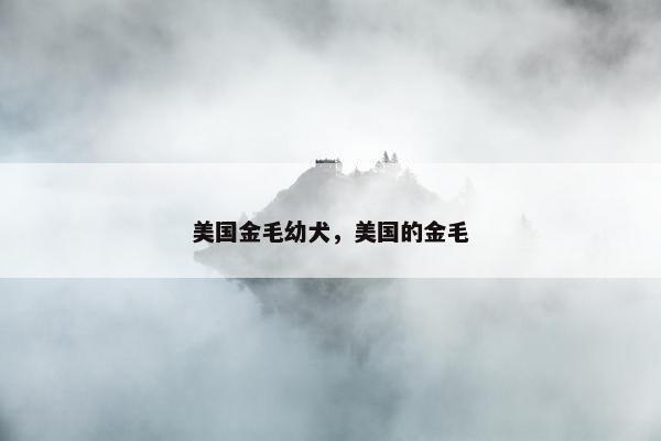 美国金毛幼犬，美国的金毛