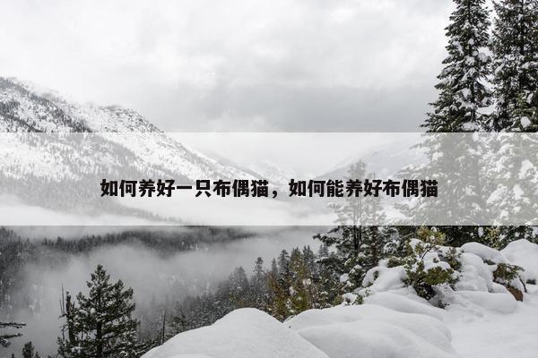 如何养好一只布偶猫，如何能养好布偶猫