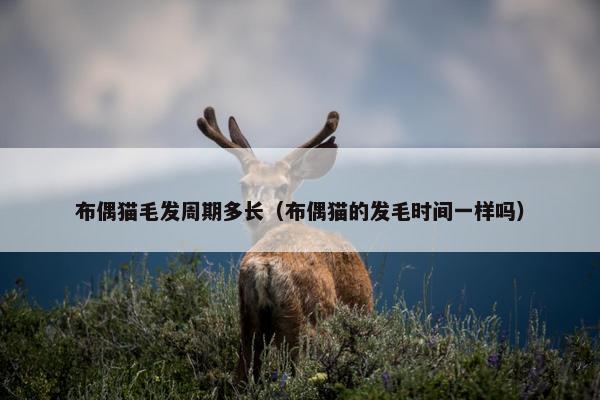 布偶猫毛发周期多长（布偶猫的发毛时间一样吗）