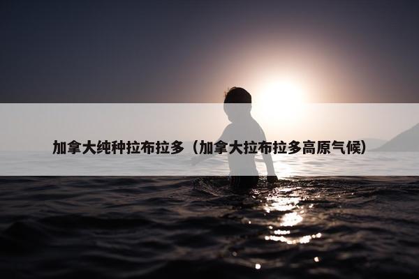加拿大纯种拉布拉多（加拿大拉布拉多高原气候）