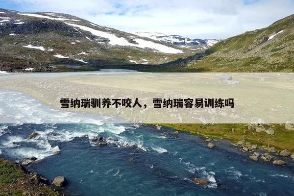 雪纳瑞驯养不咬人，雪纳瑞容易训练吗