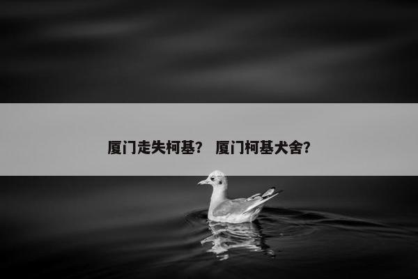 厦门走失柯基？ 厦门柯基犬舍？