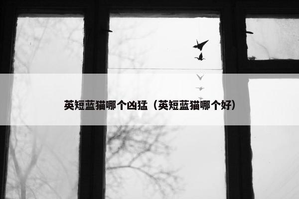 英短蓝猫哪个凶猛（英短蓝猫哪个好）