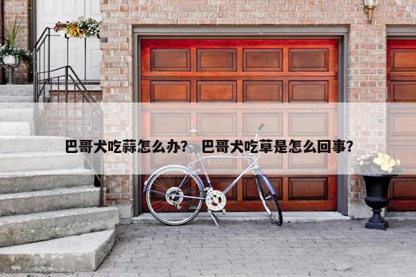 巴哥犬吃蒜怎么办？ 巴哥犬吃草是怎么回事？